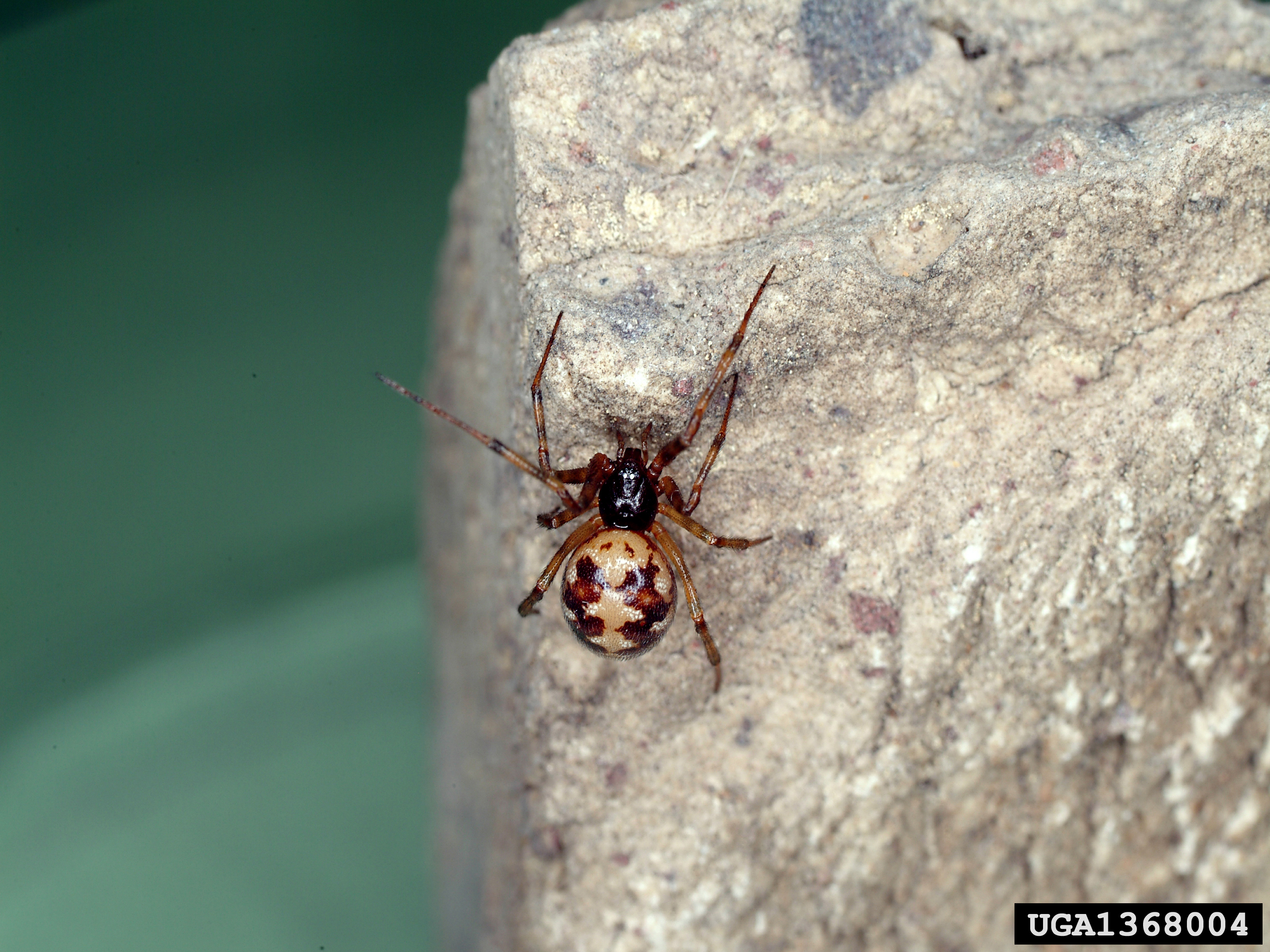 Steatoda triangulosa